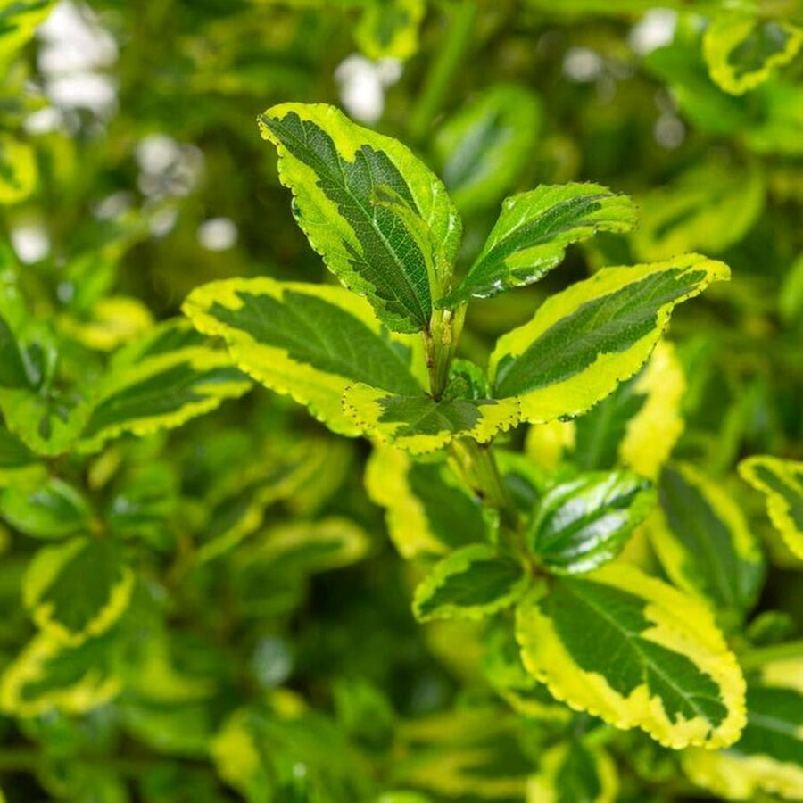 Ceanothus - El Dorado Ceanothus - 'El Dorado' image3 3