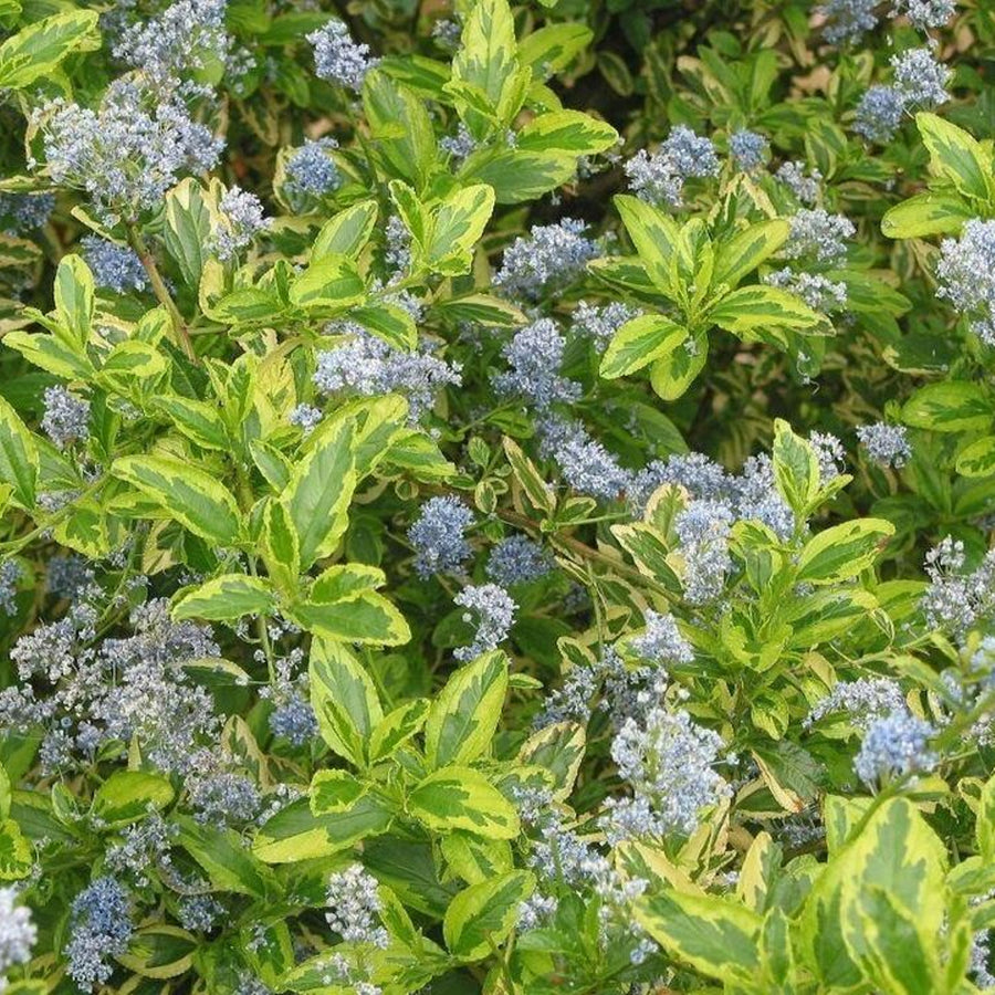 Ceanothus - El Dorado Ceanothus - 'El Dorado' image2 2