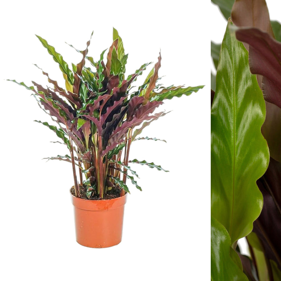 Calathea Rufibarba Elgergrass elgergrass 3