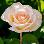 Elizabeth Harkness Bare Root Rose  1