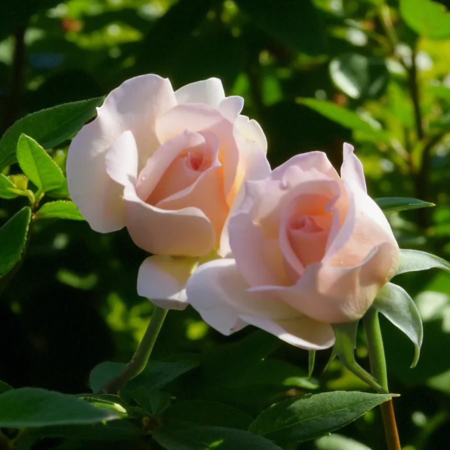 Elizabeth Harkness Bare Root Rose  2