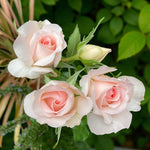 Elizabeth Harkness Bare Root Rose  3