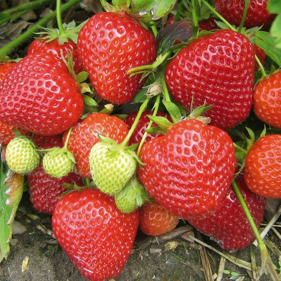 Strawberry Plants  3