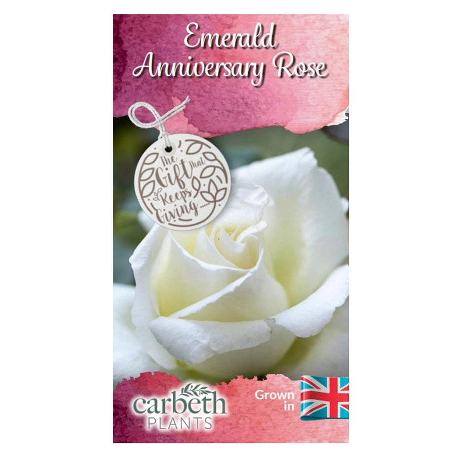 Emerald 55th Wedding Anniversary Rose Bush Gift Wrapped  3