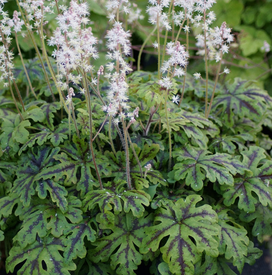 Tiarella Emerald Ellie emeraldellie2 4