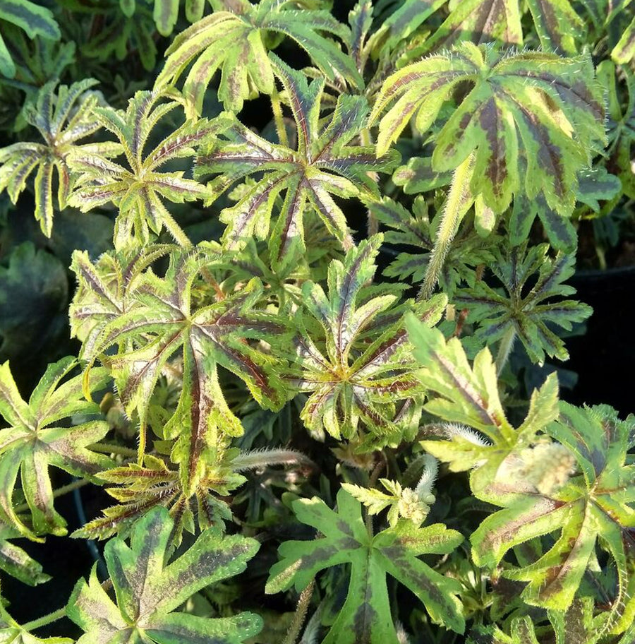 Tiarella Emerald Ellie emeraldellie3 3