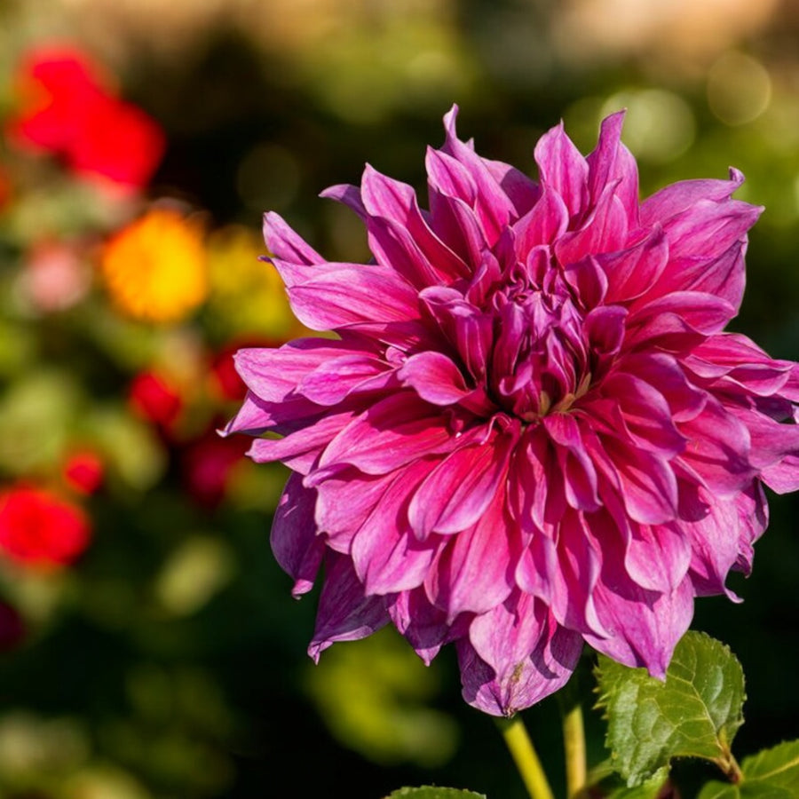 Dahlia Emory Paul Bulbs  2