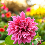 Dahlia Emory Paul Bulbs  3