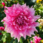 Dahlia Emory Paul Bulbs  1