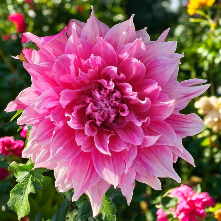 Dahlia Emory Paul Bulbs  1