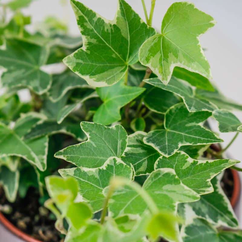 Large White Variegated Hedera Helix english-ivy-2 4
