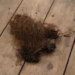 Epimedium Roseum Bare Root  3