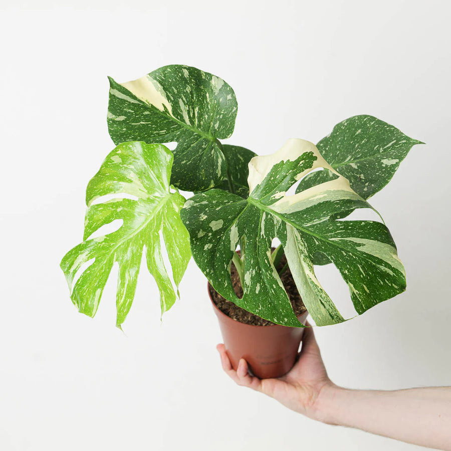 Monstera Deliciosa Thai Constellation  2