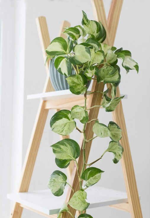 Epipremnum 'Happy Leaf' Manjula Pothos epipremnum-happy-leaf- 1