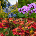 Eryngium, Verbena & Helenium Bare Root Mix  1
