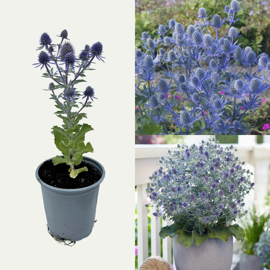 Eryngium 'Magical Blue Globe' (2 Plants) Eryngium 'Magical Blue Globe' (2 Plants) image1 2
