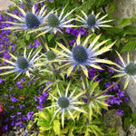Eryngium Neptunes Gold eryngiumneptunegold 4