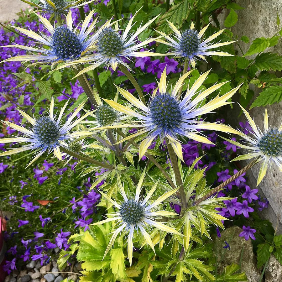 Eryngium Neptunes Gold eryngiumneptunegold 1