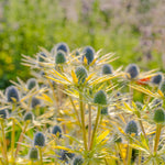 Eryngium Neptunes Gold eryngiumneptunegold1 6