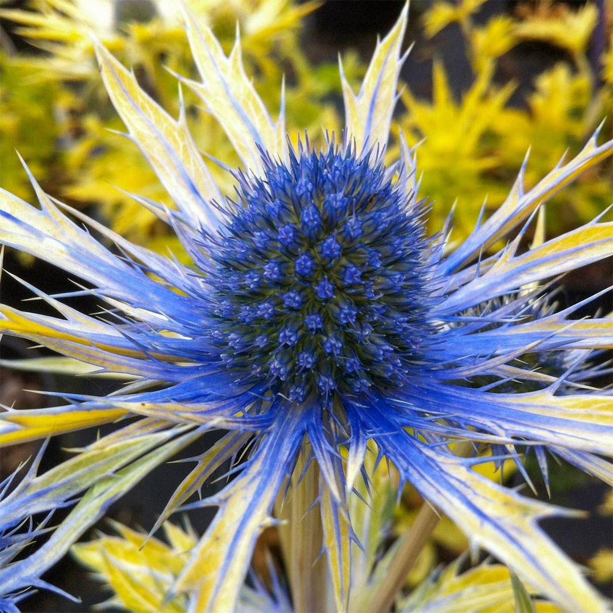 Eryngium Neptunes Gold eryngiumneptunegold2 1