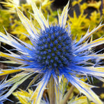 Eryngium Neptunes Gold eryngiumneptunegold2 1