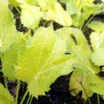 Eryngium Neptunes Gold eryngiumneptunegold3 5