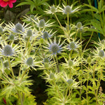 Eryngium Neptunes Gold eryngiumneptunegold4 3