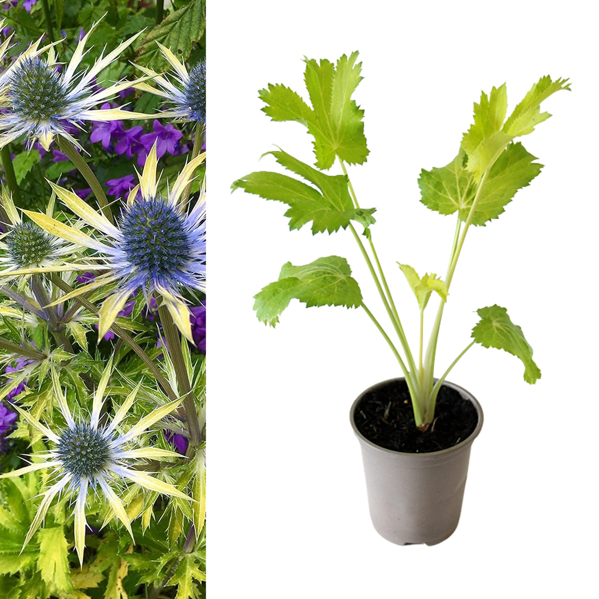 Eryngium Neptunes Gold eryngiumneptunegold5 2