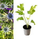 Eryngium Neptunes Gold eryngiumneptunegold5 2
