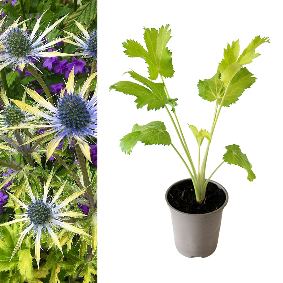 Eryngium Neptunes Gold eryngiumneptunegold5 4