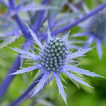 Eryngium planum eryngiumplanum 1