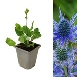 Eryngium planum eryngiumplanum1 2