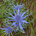 Eryngium planum eryngiumplanum2 3
