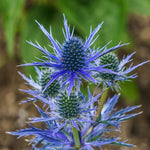 Eryngium planum eryngiumplanum3 4