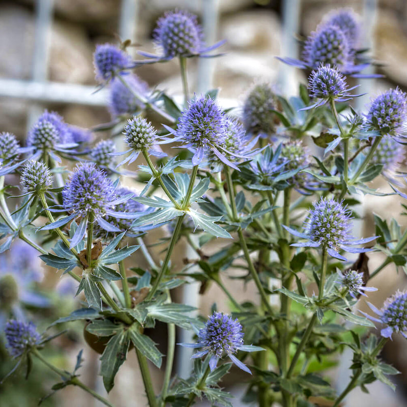 Eryngium planum eryngiumplanum4 5