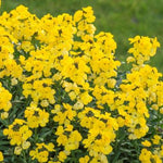 Erysimum Wallflower  7