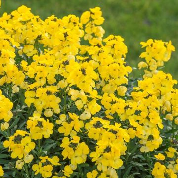Erysimum Wallflower  7