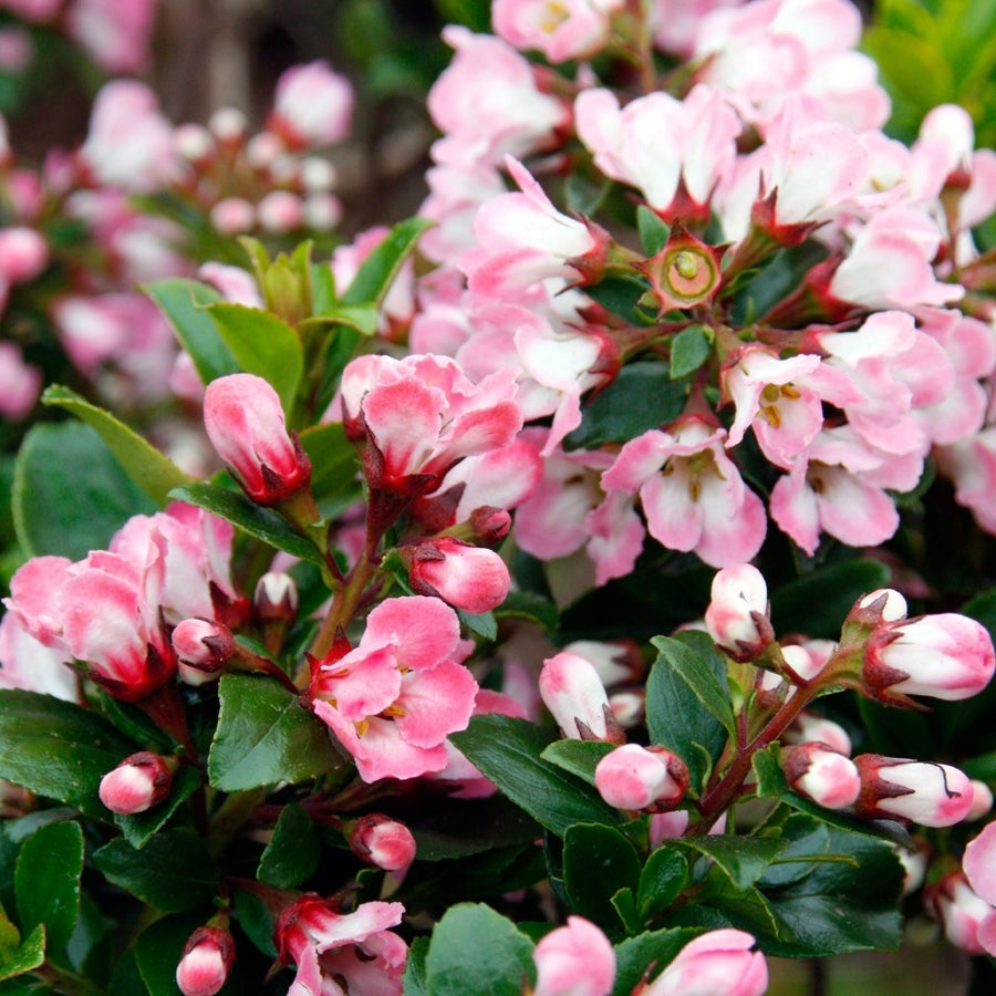 Escallonia Apple Blossom - Pink Shrub Escallonia 'Apple Blossom' image1 1