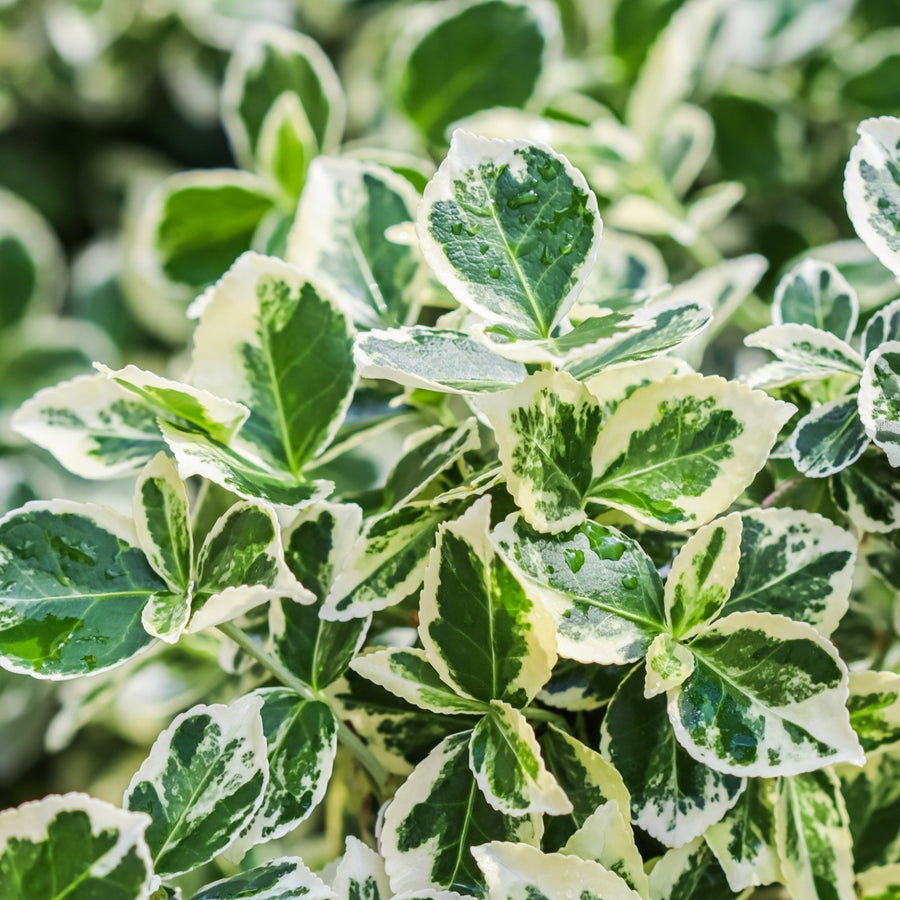 Euonymus fortunei Mixed Plants euonemgai 4
