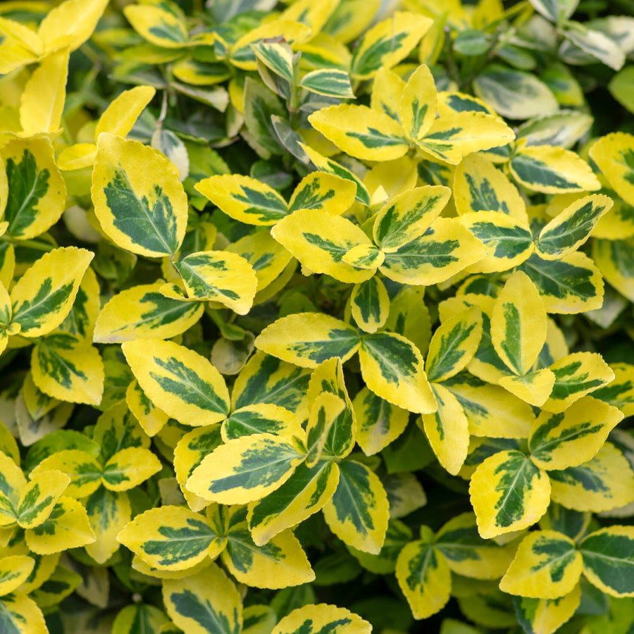 Euonymus fortunei Mixed Plants euonemgol 3