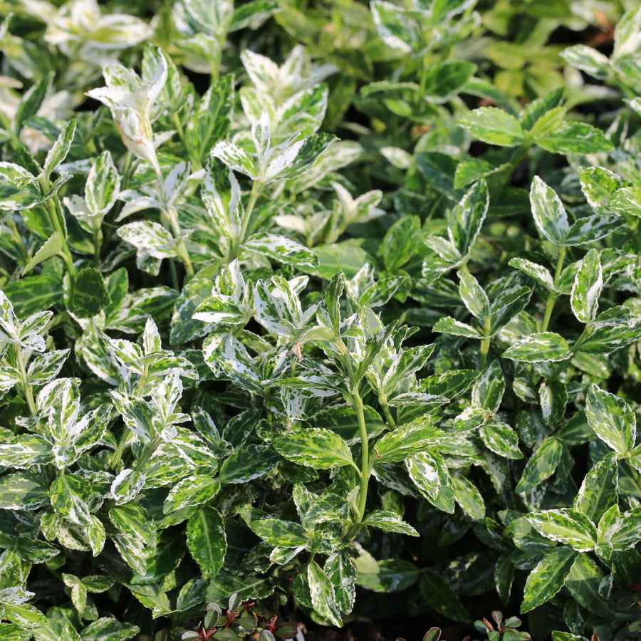 Euonymus fortunei Mixed Plants euonhar 2