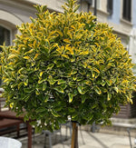 Euonymus Aureus Patio Tree  2