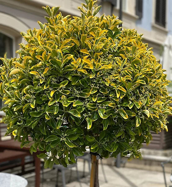 Euonymus Aureus Patio Tree  2