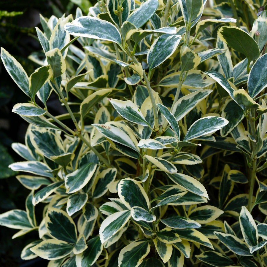 Euonymus Plant Mix euonymusjapmix 5