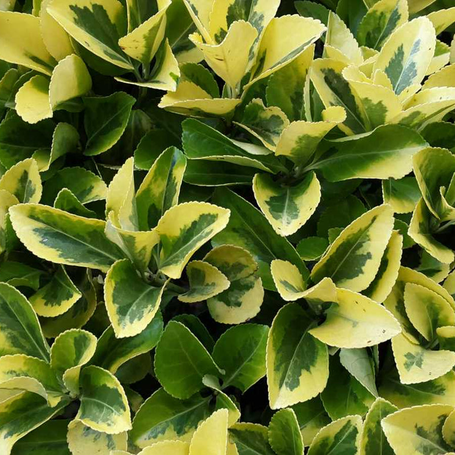 Euonymus Plant Mix euonymusjapmix1 4