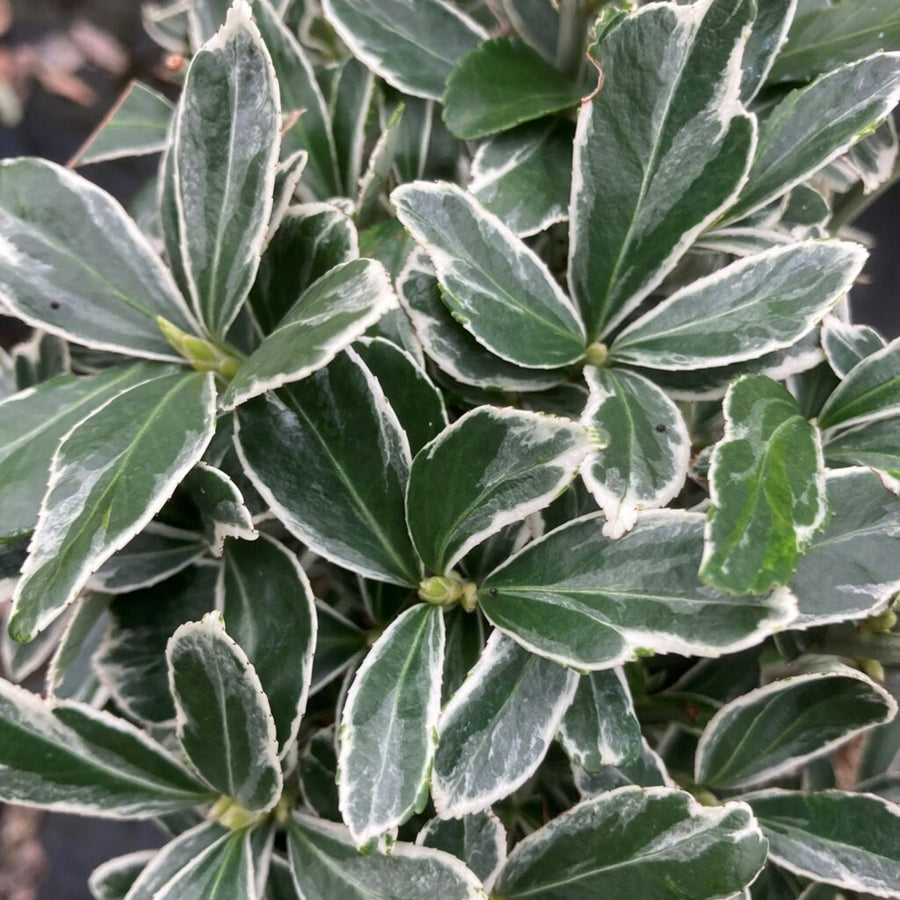 Euonymus Plant Mix euonymusjapmix2 1