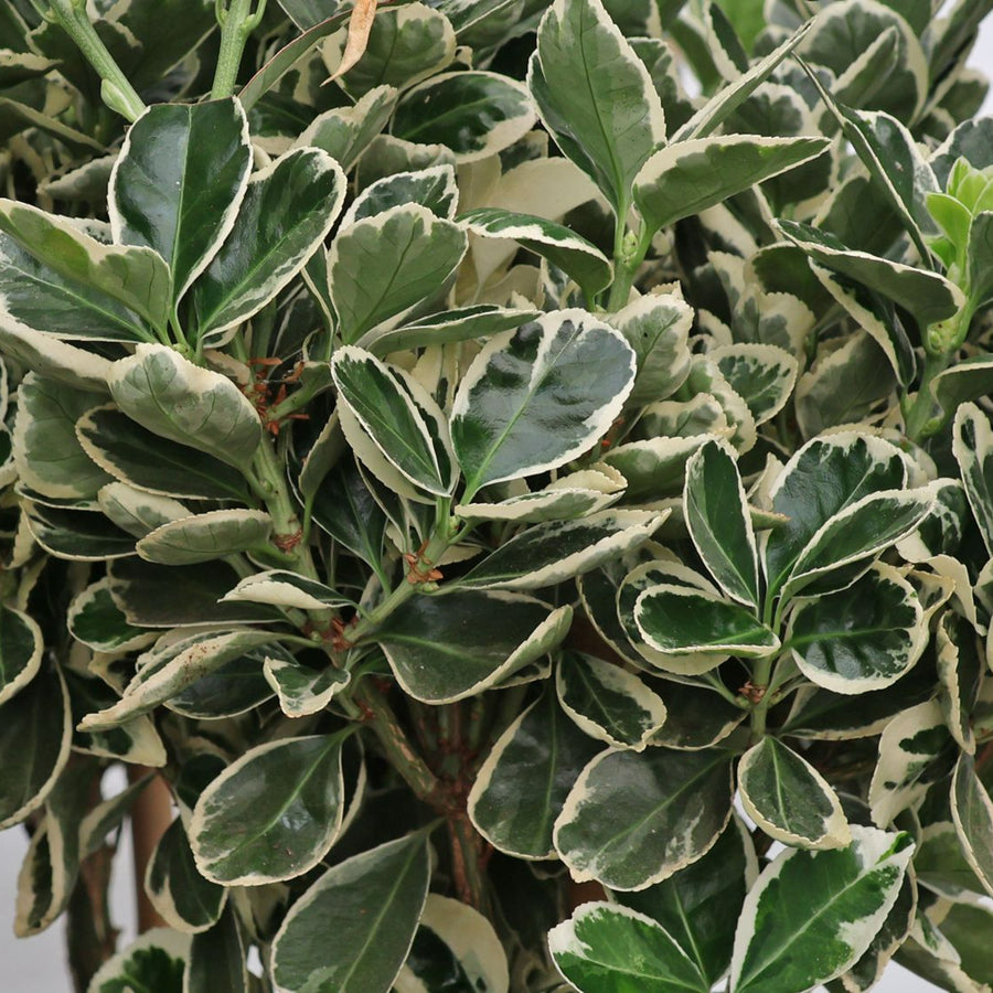 Euonymus Plant Mix euonymusjapmix3 3