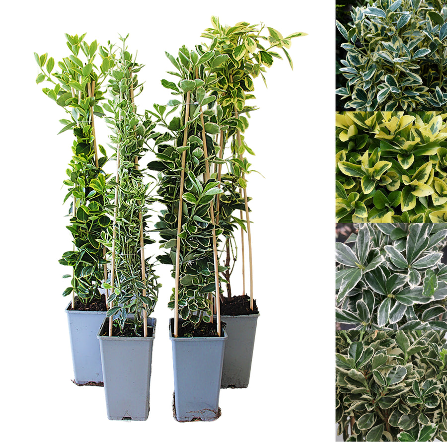 Euonymus Plant Mix euonymusjapmix4 2