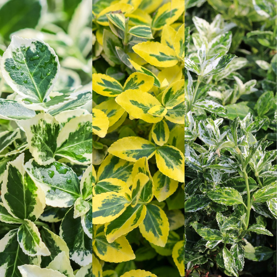 Euonymus fortunei Mixed Plants euonymusmix 1