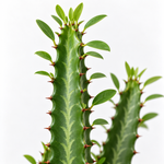 Euphorbia trigona  2